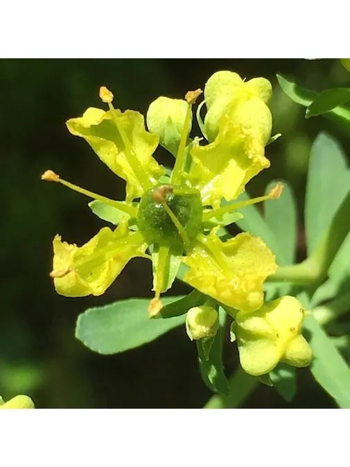 Flower Essence - Rue