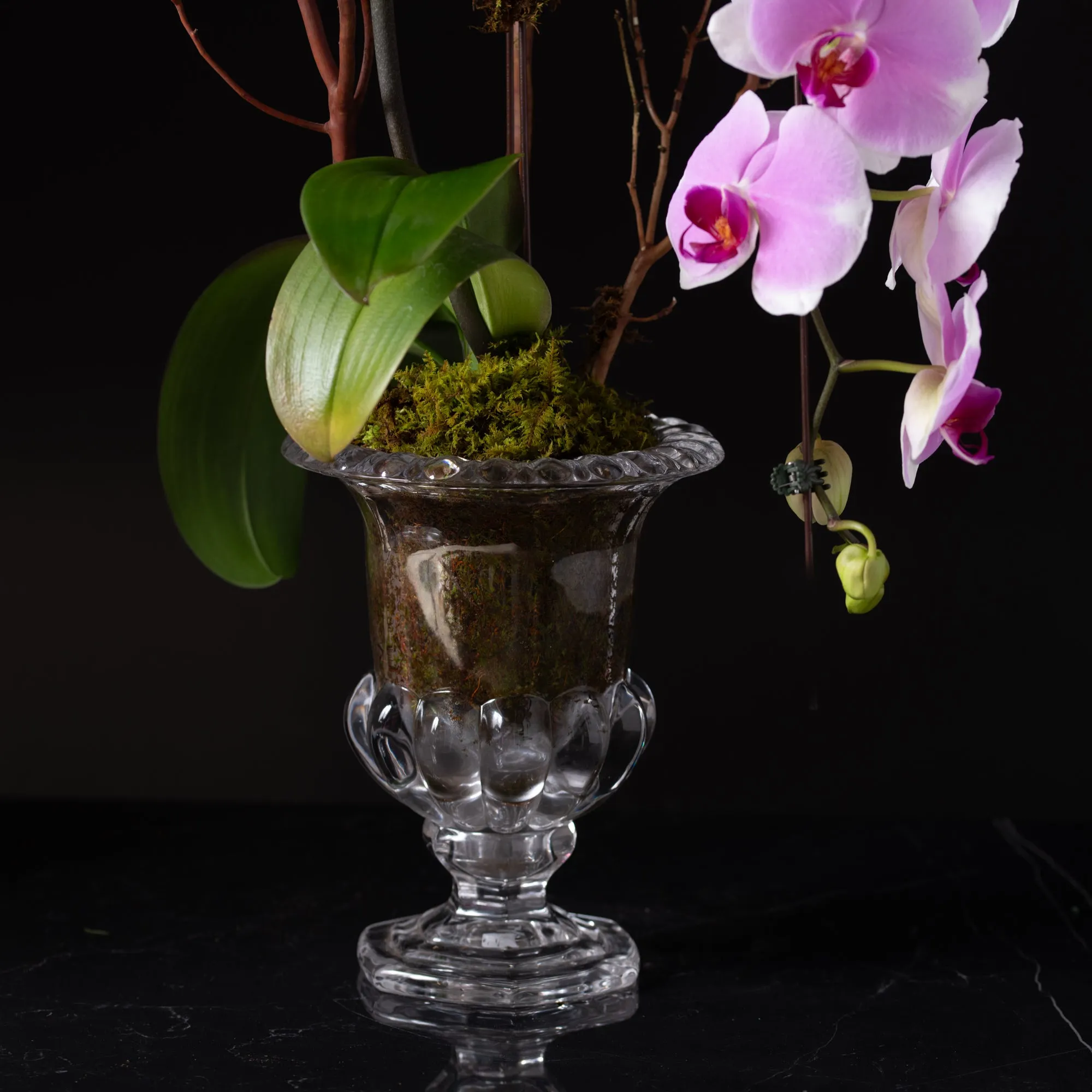 Waterfall Single Stem Orchid